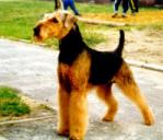 Psy - informacja o pakietach